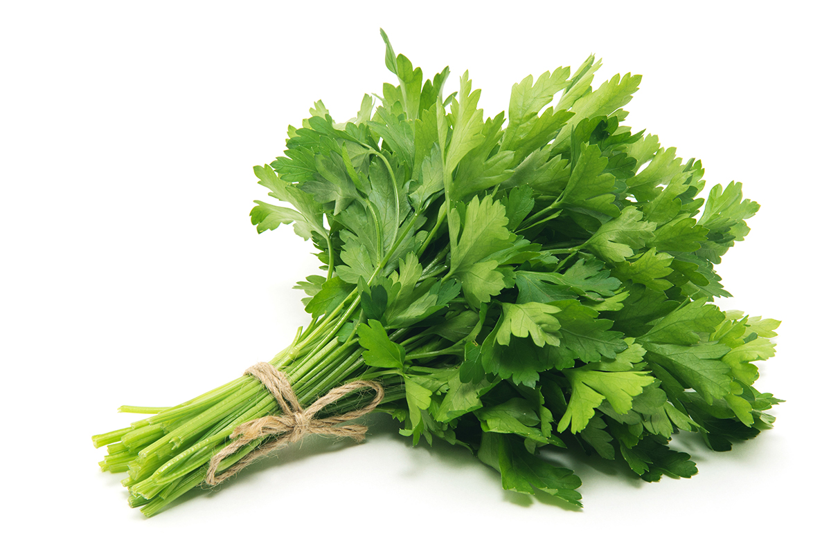 Regionale Kräuter aus dem Eferdinger Becken Nahaufnahme von Petersilie